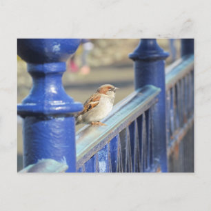 Briefkaart - Sparrow on Fence
