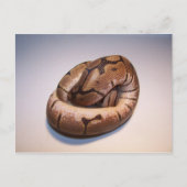 Briefkaart Spider Ball Python (Voorkant)