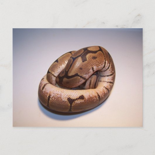 Briefkaart Spider Ball Python (Voorkant)