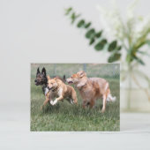 briefkaart Spiritt, Tulip en Waya (Staand voorkant)