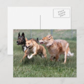 briefkaart Spiritt, Tulip en Waya (Voorkant / Achterkant)