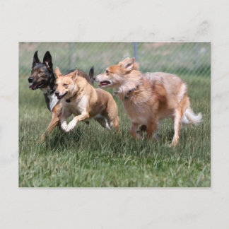 briefkaart Spiritt, Tulip en Waya
