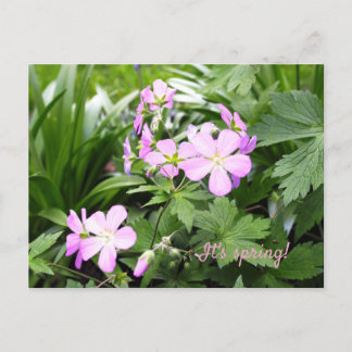 Briefkaart Spring Flowers Wild Geraniums Garden