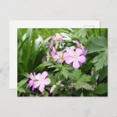 Briefkaart Spring Flowers Wild Geraniums Garden (Voorkant / Achterkant)
