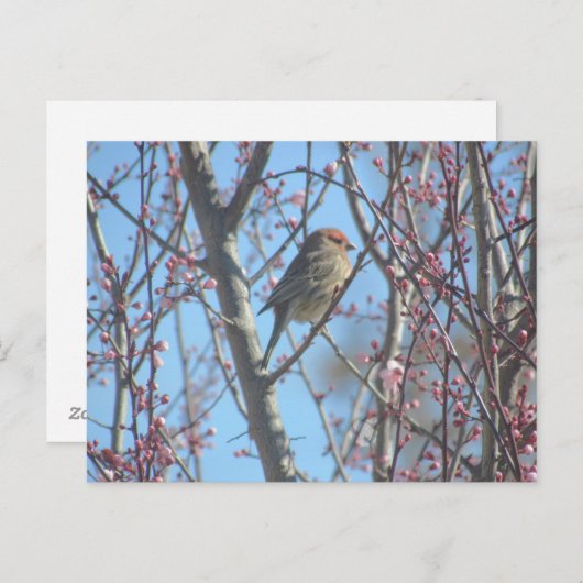 Briefkaart - Spring Perch (Voorkant / Achterkant)