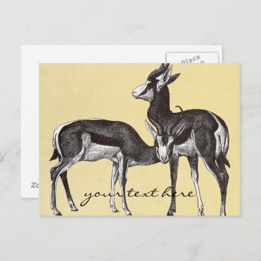  Briefkaart Springbok (Voorkant / Achterkant)