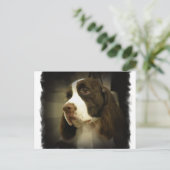 Briefkaart Springer Spaniel (Staand voorkant)