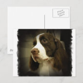 Briefkaart Springer Spaniel (Voorkant / Achterkant)