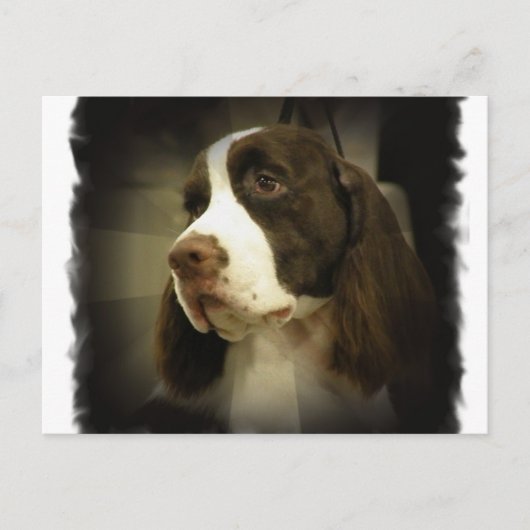 Briefkaart Springer Spaniel (Voorkant)