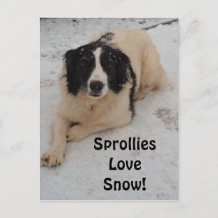 Briefkaart sprollie in de sneeuw