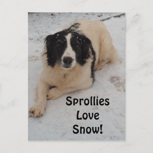 Briefkaart sprollie in de sneeuw (Voorkant)
