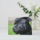 briefkaart stafford shire bulldoodterrer (Staand voorkant)