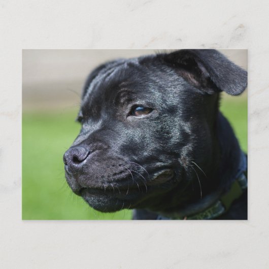 briefkaart stafford shire bulldoodterrer (Voorkant)