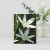 Briefkaart: Star-of-Bethlehem (Bloem) Briefkaart (Staand voorkant)