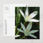 Briefkaart: Star-of-Bethlehem (Bloem) Briefkaart (Voorkant / Achterkant)