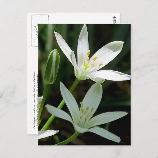 Briefkaart: Star-of-Bethlehem (Bloem) Briefkaart (Voorkant / Achterkant)