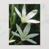 Briefkaart: Star-of-Bethlehem (Bloem) Briefkaart (Voorkant)