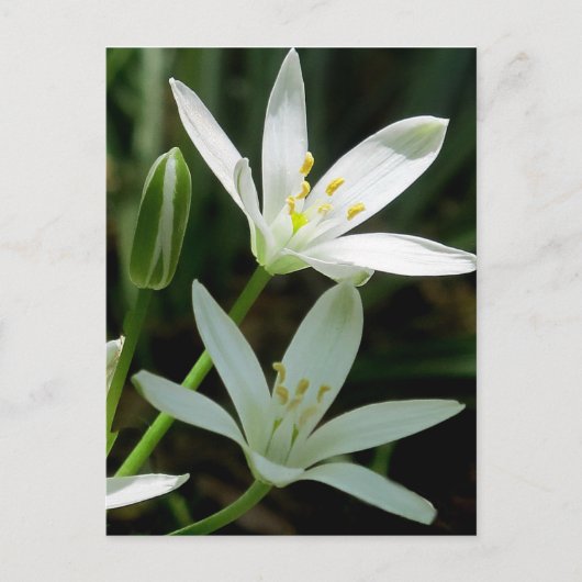 Briefkaart: Star-of-Bethlehem (Bloem) Briefkaart (Voorkant)