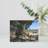 Briefkaart: Steer onder boom in Paso Robles, CA Briefkaart (Staand voorkant)