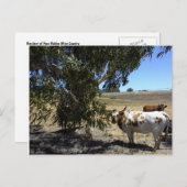 Briefkaart: Steer onder boom in Paso Robles, CA Briefkaart (Voorkant / Achterkant)