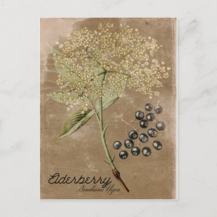 Briefkaart  stijl Elderberry