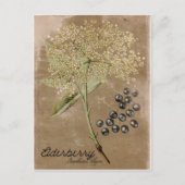 Briefkaart  stijl Elderberry (Voorkant)