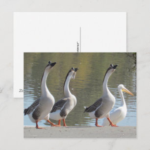 Briefkaart - Strollen aan kant