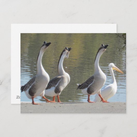 Briefkaart - Strollen aan kant (Voorkant / Achterkant)