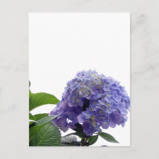 Briefkaart Struik (Voorkant)