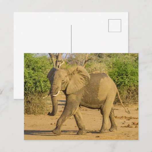 Briefkaart - Strutting Elephant in Zambia (Voorkant / Achterkant)
