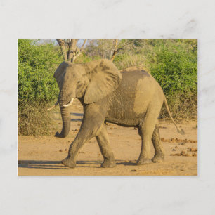 Briefkaart - Strutting Elephant in Zambia