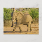 Briefkaart - Strutting Elephant in Zambia (Voorkant)