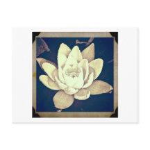 BRIEFKAART STYLLOTUS FOTOGRAAF