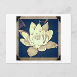 BRIEFKAART STYLLOTUS FOTOGRAAF