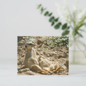 Briefkaart Sunbathing Meerkats (Staand voorkant)