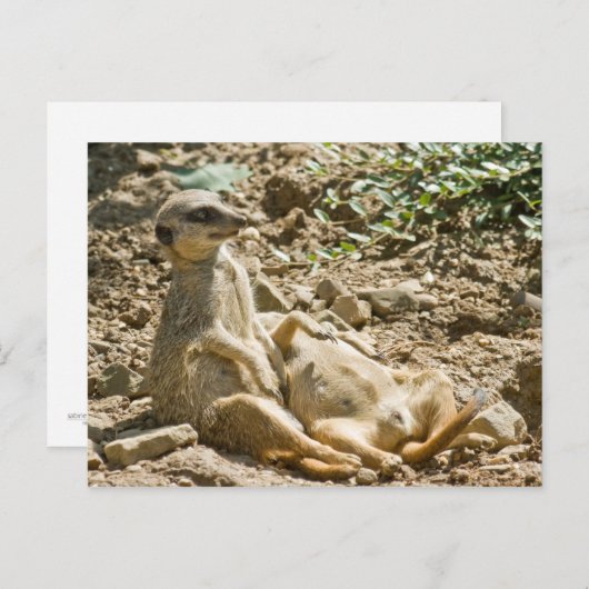 Briefkaart Sunbathing Meerkats (Voorkant / Achterkant)
