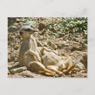Briefkaart Sunbathing Meerkats