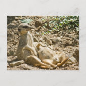 Briefkaart Sunbathing Meerkats (Voorkant)