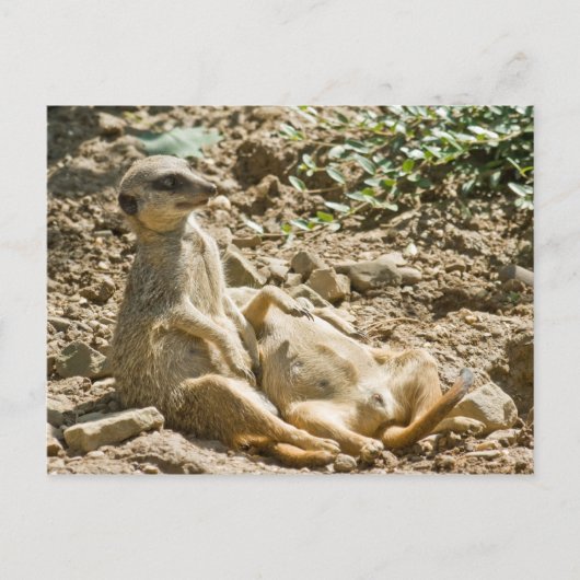 Briefkaart Sunbathing Meerkats (Voorkant)