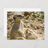 Briefkaart Sunbathing Meerkats (Voorkant / Achterkant)