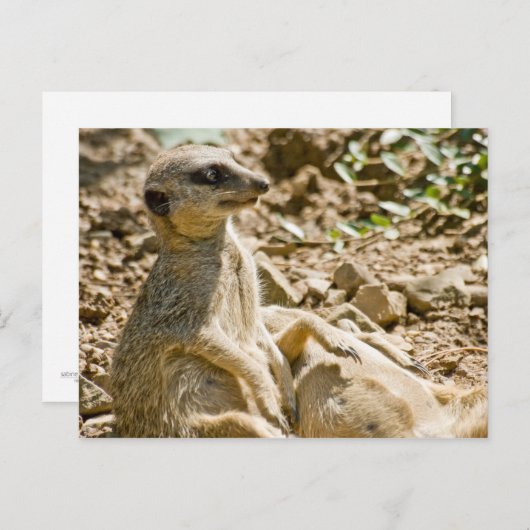 Briefkaart Sunbathing Meerkats (Voorkant / Achterkant)