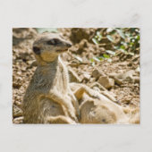 Briefkaart Sunbathing Meerkats (Voorkant)