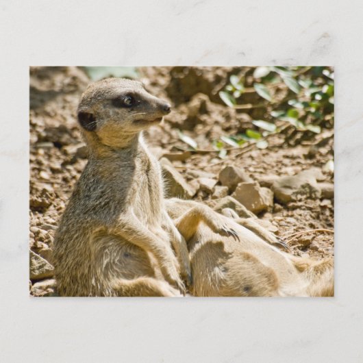 Briefkaart Sunbathing Meerkats (Voorkant)
