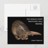 Briefkaart Sunda Pangolin (Voorkant / Achterkant)