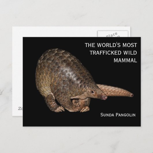  Briefkaart Sunda Pangolin (Voorkant / Achterkant)