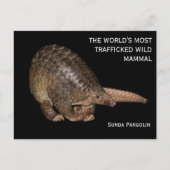 Briefkaart Sunda Pangolin (Voorkant)