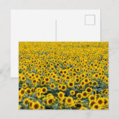 Briefkaart SUNFLOWERS (Voorkant / Achterkant)