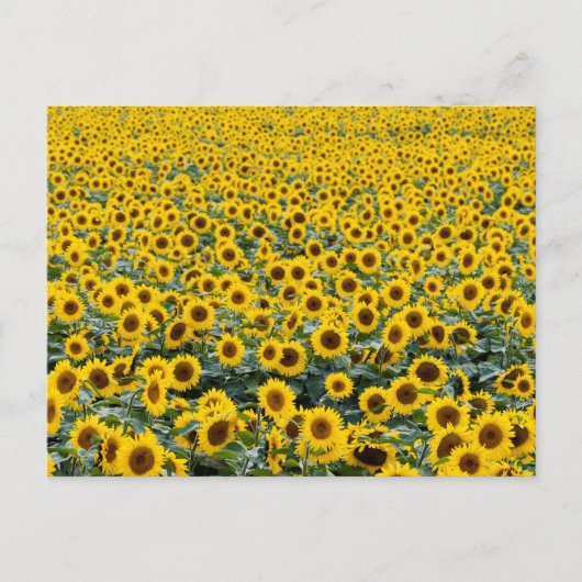 Briefkaart SUNFLOWERS (Voorkant)