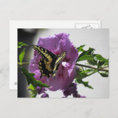Briefkaart - Swallowtail Butterfly on Blossom (Voorkant / Achterkant)