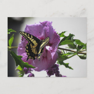 Briefkaart - Swallowtail Butterfly on Blossom